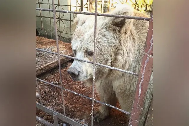 (Avec l'aimable autorisation de Save Wild et du refuge pour ours WHITE ROCK)