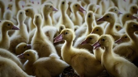 Avec la vaccination des canards, premières restrictions des pays importateurs