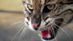 Reims: griffée par un chat sauvage, elle contracte la rage et décède