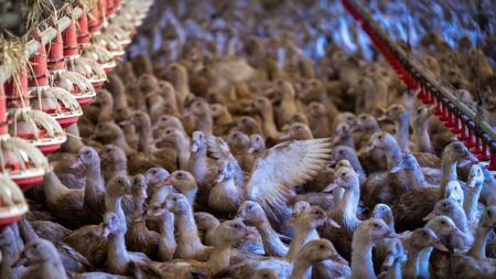 Grippe aviaire: la vaccination, c’est l’«optimisme retrouvé» se réjouit Marc Fesneau