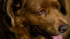 Bobi, le plus vieux chien du monde, est mort à l’âge de 31 ans et 165 jours