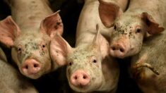 Marne: le préfet ordonne une inspection dans un élevage porcin après une plainte de L214
