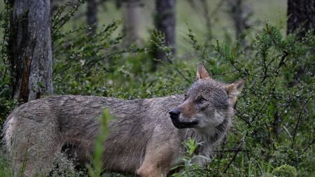 Éliminer le loup ne résoudra pas le problème des éleveurs, alertent les ONG qui se mobilisent pour protéger cette espèce menacée