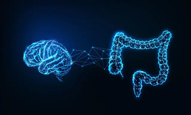 La connexion intestin-cerveau. (Inkoly/Shutterstock)