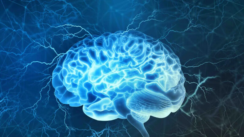 Image du cerveau (Yurchanka Siarhei/Shutterstock)