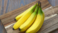 La variété de banane la plus consommée au monde menacée de disparition à cause d’un champignon