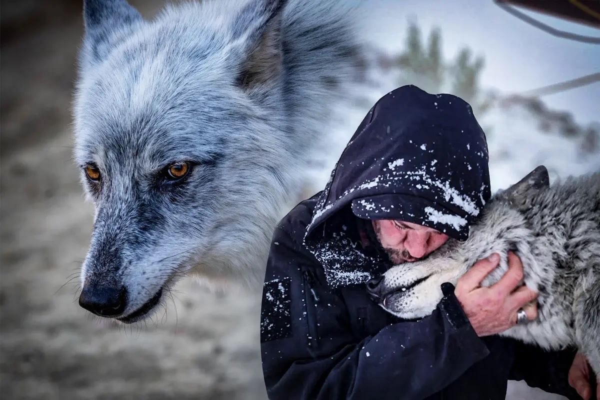 Un homme qui a sauvé un loup de l'euthanasie partage avec lui un lien inséparable