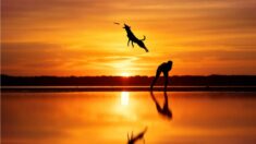 Les lauréats du Prix de la photographie de chiens 2023 capturent l’essence de la beauté canine (Photos)