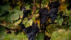 La France redevient le premier fournisseur de vin, la production mondiale au plus bas depuis 1961