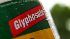 La Commission européenne réautorise le glyphosate pour 10 ans, une « honte absolue » selon la députée européenne Michèle Rivasi