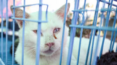 Un petit groupe de défense des animaux se bat contre un réseau de trafic de viande de chat en Chine