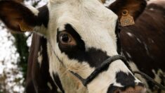 Oreillette, une vache de race normande, égérie du prochain Salon de l’agriculture