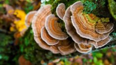 Le champignon «polypore versicolore»: un puissant stimulant immunitaire et anticancéreux naturel