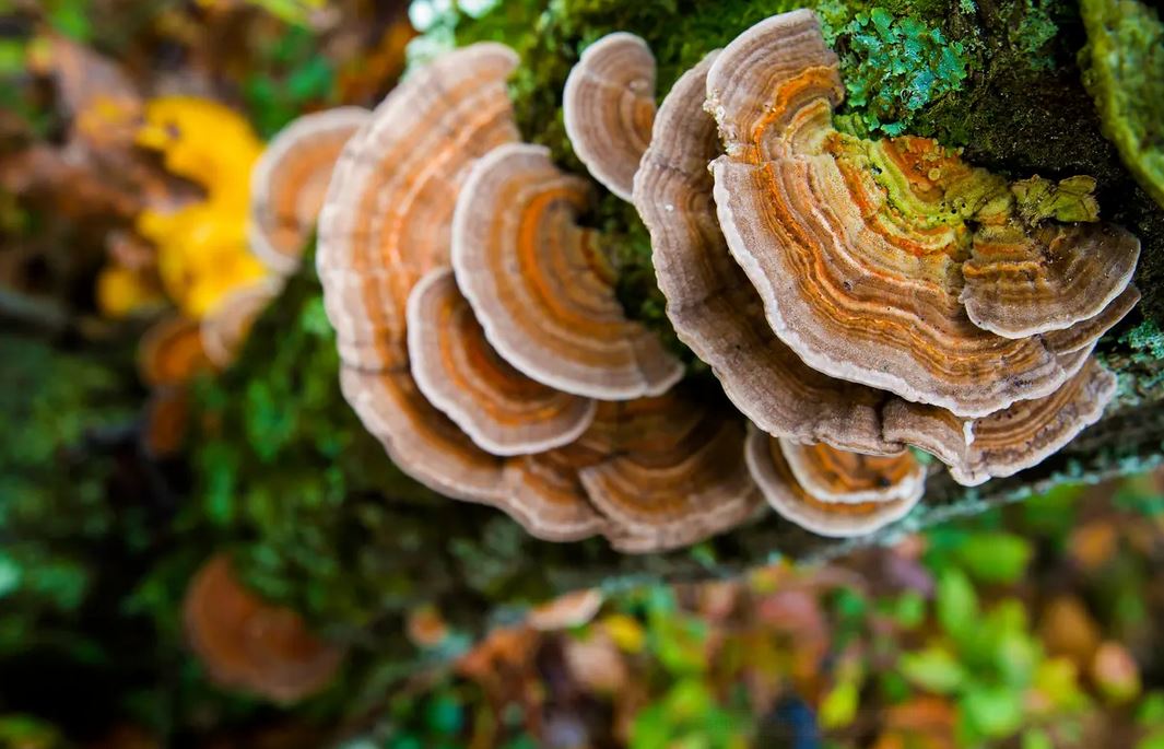 Le champignon «polypore versicolore»: un puissant stimulant immunitaire et anticancéreux naturel