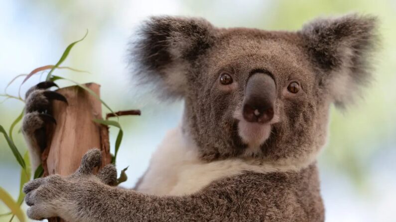 Un koala assis sur une branche dans un zoo de Sydney, en Australie, le 24 avril 2013. (Greg Wood/AFP/Getty Images) 
