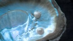 Les puissants bienfaits de la poudre de perle pour la santé, du remède antique à la science moderne