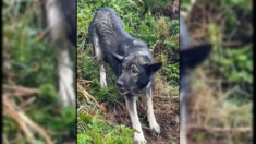 Finistère: après être descendu en rappel pour secourir un chien coincé sur une falaise, le sauveteur décide de l’adopter