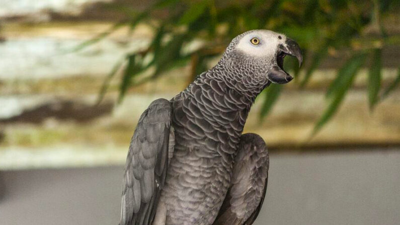 Un perroquet gris du Gabon. (cedlambert/Pixabay)