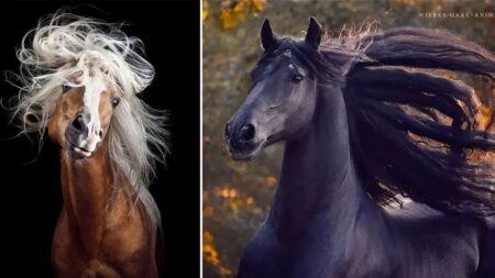 [Photos] Une photographe allemande capture la beauté sauvage, la grâce et l’élégance des chevaux