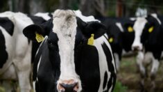 Nuisances sonores et olfactives: un agriculteur condamné à payer 106.000 euros de dommages et intérêts à ses voisins