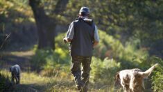 Deux chiens de chasse morts en Dordogne, suspicion de la maladie d’Aujeszky