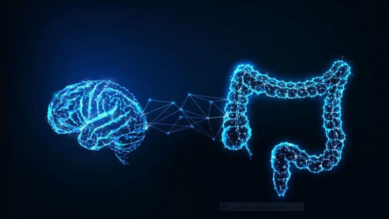 Le lien entre l'intestin et le cerveau (Inkoly/Shutterstock)
