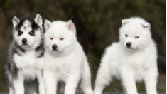 Sept chiots Huskies volés: « ils ne sont même pas en âge d’être séparés de leur maman! », se désole la propriétaire de l’élevage