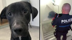 Maltraité et abandonné mourant, Tyrex est adopté par la police municipale de Saint-Germain-en-Laye