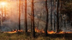 Les forêts sont plus saines lorsqu’elles sont brûlées ou éclaircies