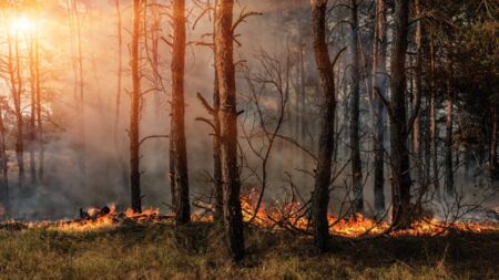 Les forêts sont plus saines lorsqu’elles sont brûlées ou éclaircies