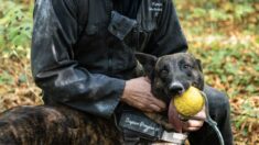 Haie d’honneur pour Iago, chien sauveteur qui part à la retraite après 8 ans de service chez les pompiers