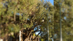 Deviendra-t-il «l’Arbre de l’année»? âgé de plus de 2000 ans, l’olivier de Roquebrune-Cap-Martin a déjà été élu «arbre remarquable»