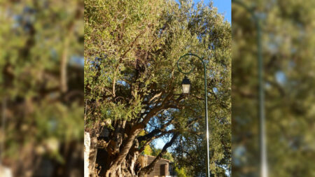Deviendra-t-il «l’Arbre de l’année»? âgé de plus de 2000 ans, l’olivier de Roquebrune-Cap-Martin a déjà été élu «arbre remarquable»
