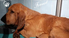 Dordogne: un couple réussit à attraper Forrest, un chien errant depuis quatre mois, le sauvant d’une mort certaine