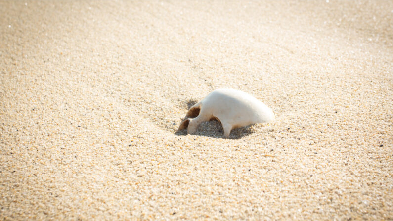 Ces crânes pourraient avoir plusieurs siècles. (Photo: wanchai/Shutterstock)