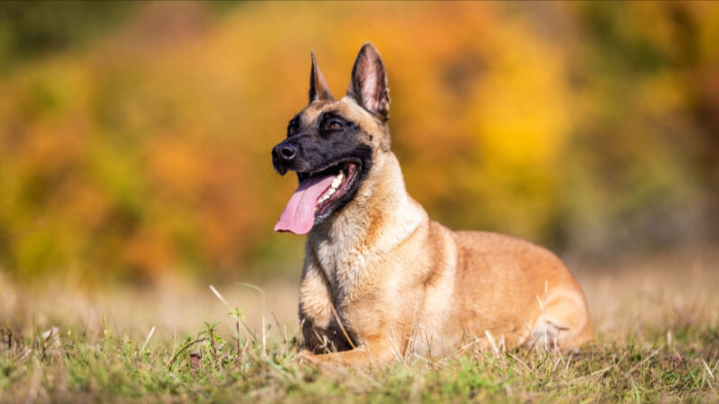 Lobo adore se dépenser et a besoin d'exercice. (Photo: Pap Gyozo/Shutterstock)