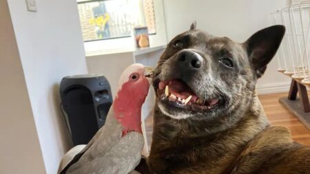 VIDÉO : Un chien aide à sauver un oiseau blessé, ils sont maintenant les meilleurs amis.
