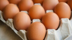 Les œufs pourraient être la clé d’un nouveau traitement contre le Covid-19