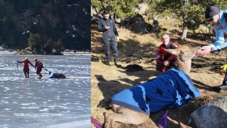 Les pompiers sauvent une biche piégée dans un lac gelé des Pyrénées-Orientales