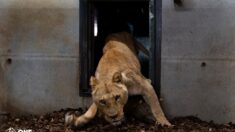 Normandie: un éleveur de lions dans un cirque condamné pour mauvais traitement
