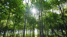 « 100 arbres par jour », une famille bretonne plante une forêt afin de créer un « havre de paix »