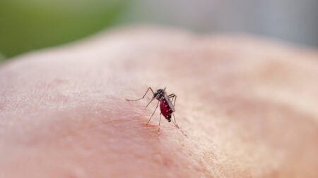Cinq milliards de moustiques volontairement infectés seront lâchés au Brésil en 2024