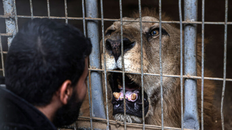 Un lion dans sa cage au zoo de Rafah, dans le sud de la bande de Gaza, le 2 janvier 2024. (Photo by AFP via Getty Images)
