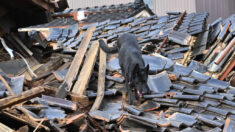 Séisme au Japon: des secouristes et des chiens à la recherche de survivants à Wajima