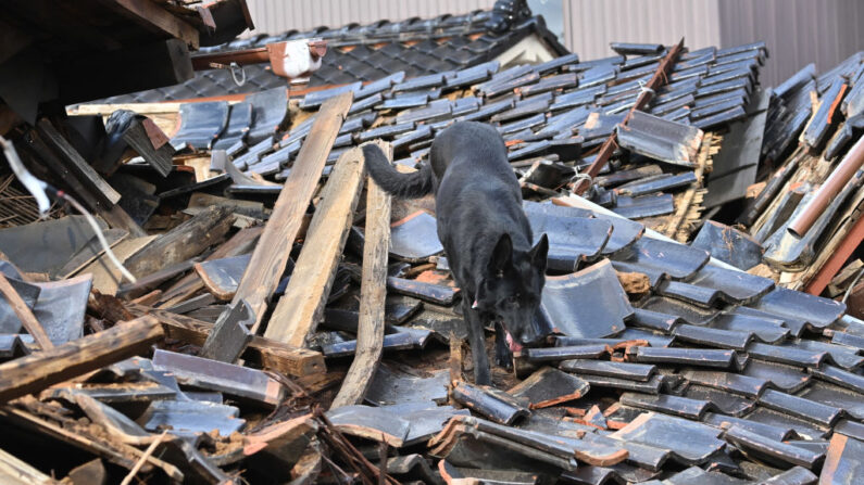 À Wajima, à la recherche de survivants, les secouristes sont aidés par la chienne Elza. (Photo KAZUHIRO NOGI/AFP via Getty Images)