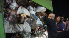226 chiens vivants destinés à être consommés découverts entassés dans un camion en Indonésie