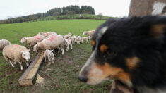 Tarn-et-Garonne: une attaque de chiens errants cause la mort de la moitié de son cheptel, soit 135 brebis et agneaux
