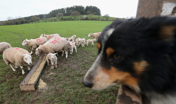 Tarn-et-Garonne: une attaque de chiens errants cause la mort de la moitié de son cheptel, soit 135 brebis et agneaux