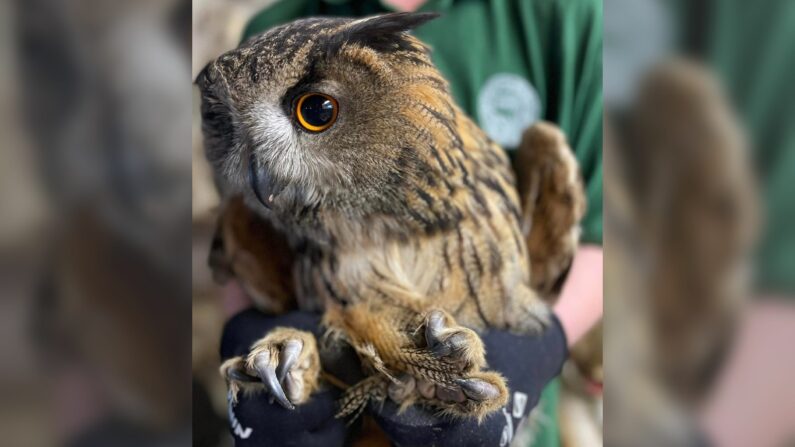 Ce hibou est arrivé mal en point au centre de soins où il est resté 8 mois. (Picardie faune sauvage)