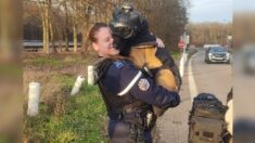 La chienne Tess, équipée comme une motarde, se fait contrôler par la gendarmerie de Côte-d’Or